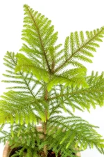 Tope leaves of a norfolk pine