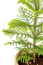 CLose up side view of a norfolk pine