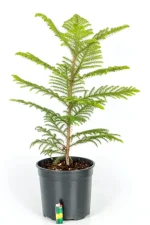 Norfolk Pine with lighter at the bottom indicating size
