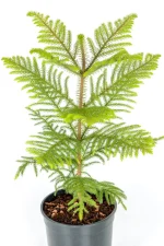 Full norfolk pine in black pot