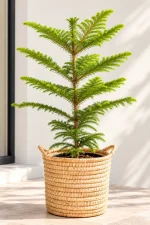Norfolk Pine in handwoven basket on sunlit patio