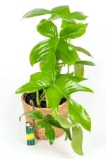 Philodendron Florida Green with light at base indicating size
