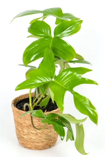 Philodendron Florida Green in handwoven basket