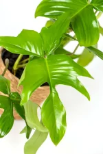Size view of a Philodendron Florida Green