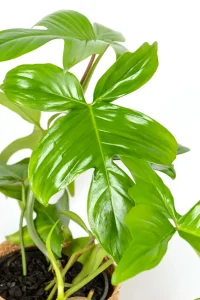 Close up of new leaf of a Philodendron Florida Green