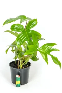 Full size Philodendron Florida Green on white tables