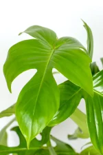 Close up on Philodendron Florida Green leave with deeply shapes leaves