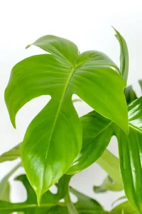 Close up on Philodendron Florida Green leave with deeply shapes leaves
