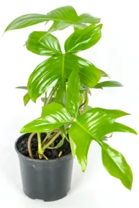 Philodendron Florida Green in black pot with bright glossy leaves