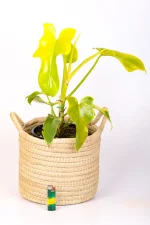 Philodendron Bipennifolium Aurea in handwoven basket