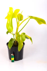 Philodendron Bipennifolium Aurea in black pot
