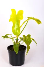 Close up of growing Philodendron Bipennifolium Aurea