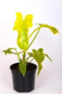 Close up of growing Philodendron Bipennifolium Aurea