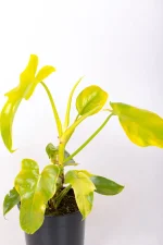 Side view of Philodendron Bipennifolium Aurea