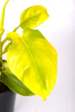Side yellow lead of a Philodendron Bepennifolium Aurea
