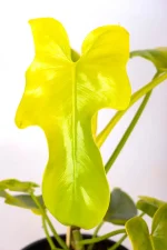 Front large leaf of a Philodendron Bipennifolium Aurea