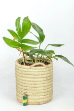 Rhaphidophora Decursivaon white surface
