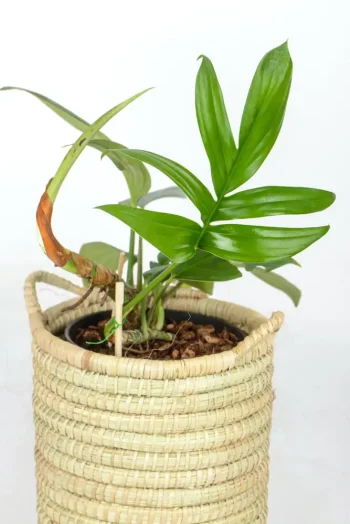 Rhaphidophora Decursiva in hangwoven basket