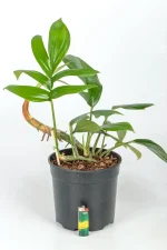 Rhaphidophora Decursiva with lighter at the bottom indicating size