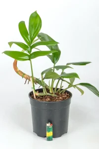 Rhaphidophora Decursiva with lighter at the bottom indicating size