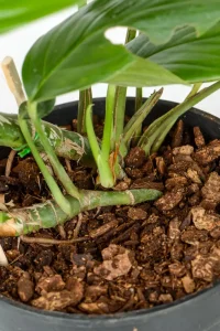 Close up of multiple growth points of a Rhaphidophora Decursiva