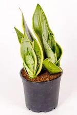 Snake Plant Snow Hahnii with muplic