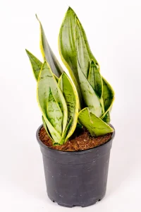 Snake Plant Snow Hahnii with muplic
