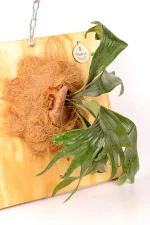 CLose up of a Platycerium Mount Lewis