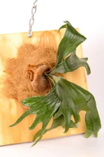 Platycerium Mount Lewis with multiple fertile fronds
