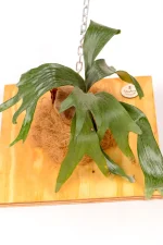 Top angle of a Platycerium Mount Lewis with coir backing