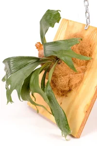Side view of Platycerium Mount Lewis on wooden board