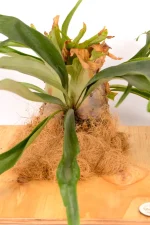 Platycerium Wallinckii with multiple shield fronds