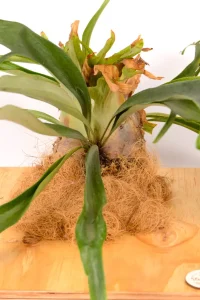Platycerium Wallinckii with multiple shield fronds