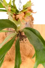 Direct fron of a large Platycerium Wallinckii