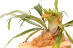 Platycerium Wallinckii on wood boards