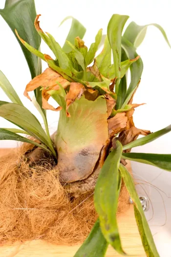 Top section of a Platycerium Wallinckii