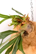 Close up of a Platycerium Wallinckii