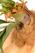 Platycerium Wallinckii with coir fibre around the base