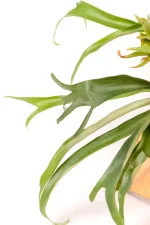 Fertilile fronds of a Platycerium Wallinckii