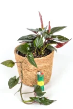 Syngonium Carti Road with lighter at base to indicate size