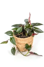 Syngonium Carti Road in seagrass basket