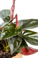 Close up of a Syngonium Carti Road