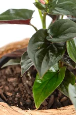 Close up of multiple leaves of a Syngonium Carti Road