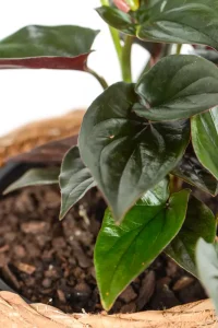 Close up of multiple leaves of a Syngonium Carti Road