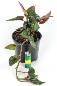 Syngonium Carti Road on white table