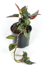 Syngonium Carti Road in black pot