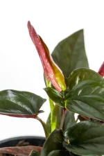 New bright leaf emerging of a Syngonium Carti Road