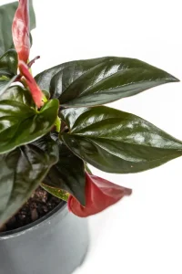 Side view of a Syngonium Carti Road with dark green foliage