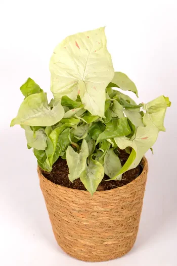 Syngonium Confetti in grass basket