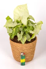 Syngonium Confetti with light at base to indicate size